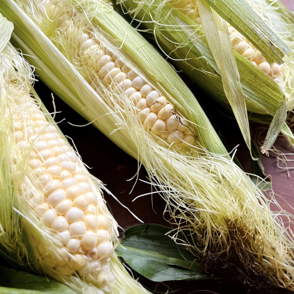 Close up photo of corn in the husk with silk.