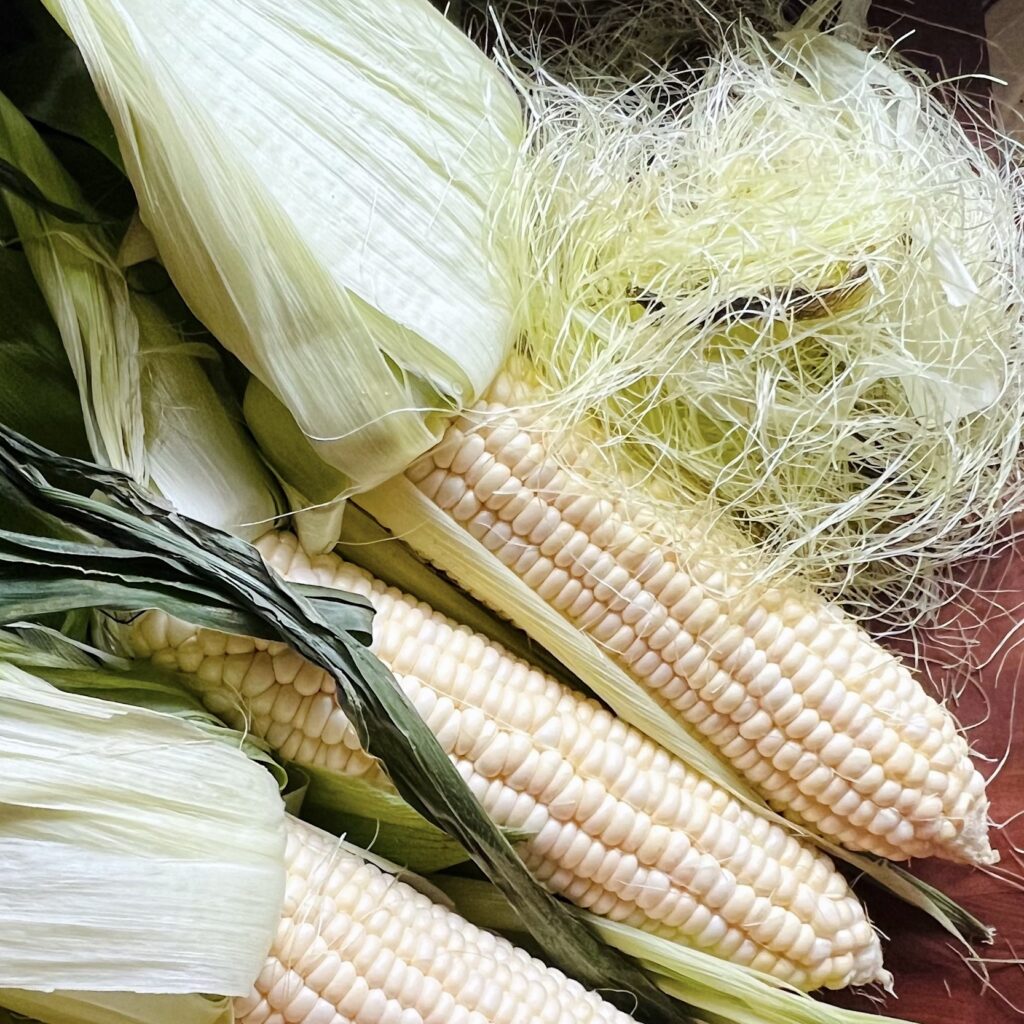 Corn cobs are shown with pulled back husks and corn silk. 