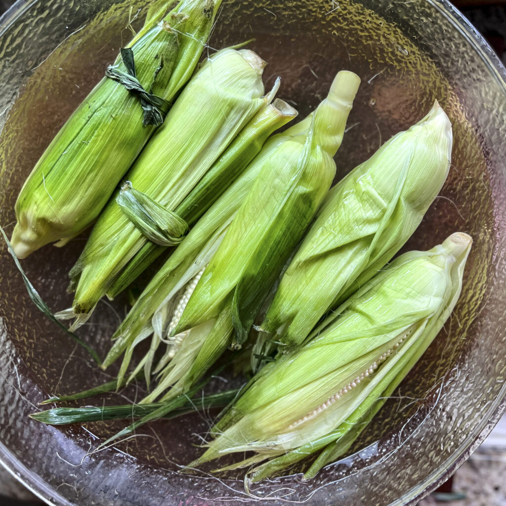Five corn on the cob that are in still in their husks are soaking in water.