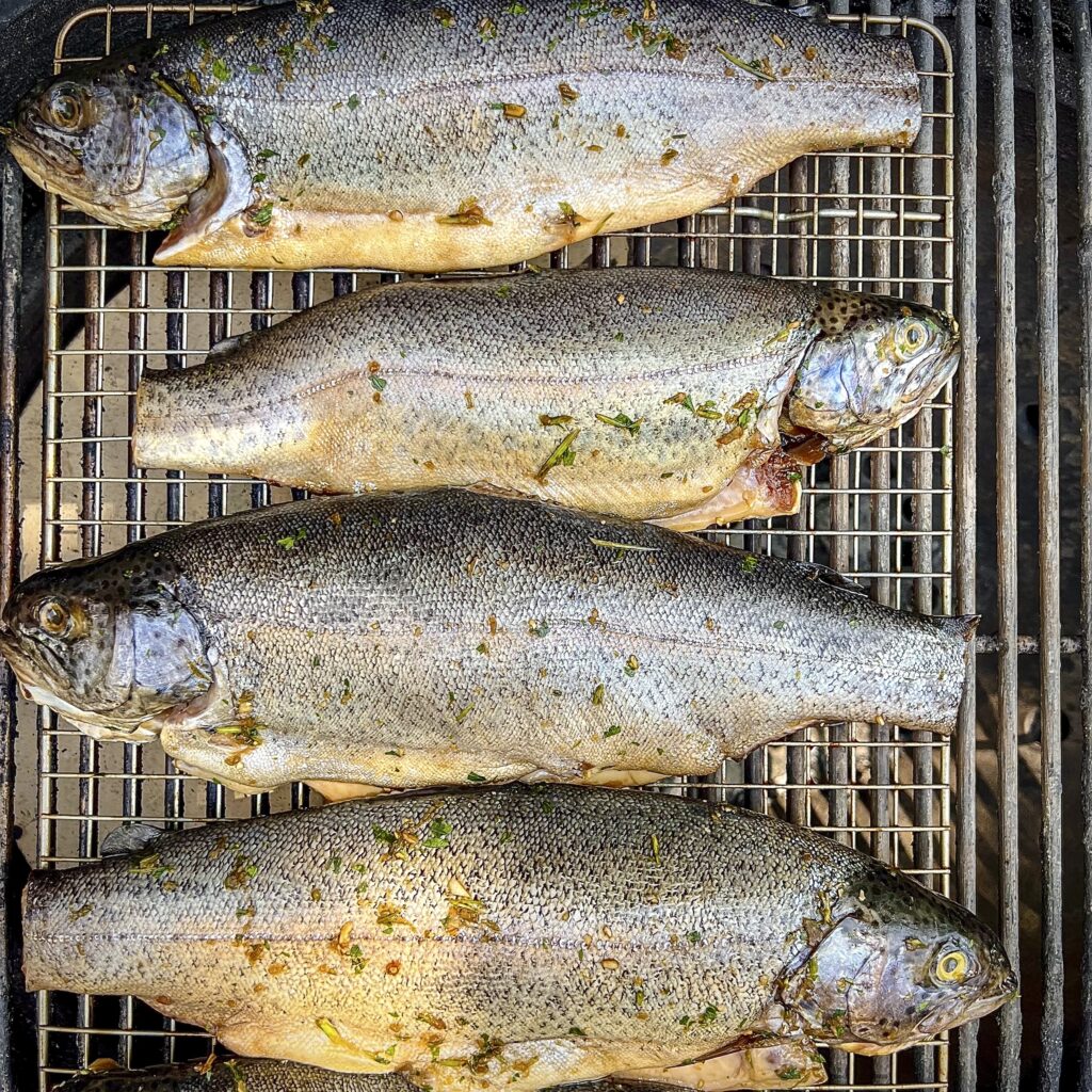 Four Trout are ready to brine.